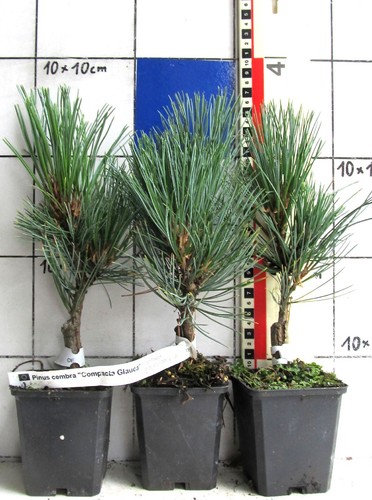 Pinus cembra compacta - pinus,