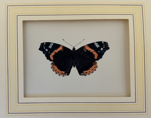 Farfalle cromolitografia - farfalle,