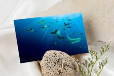 stampa a6 cartolina animal manta razza print signed ray sea postcard animals