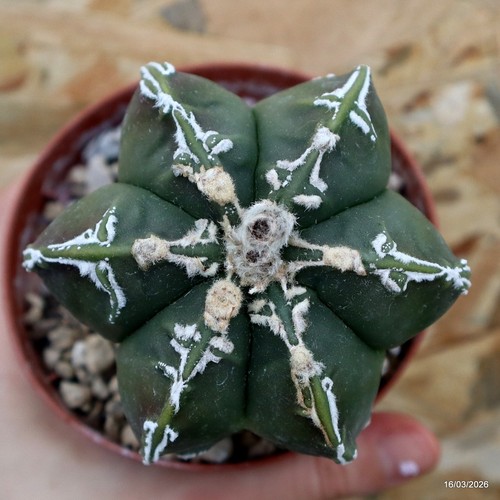K262 astrophytum myriostigma - astrophytum,