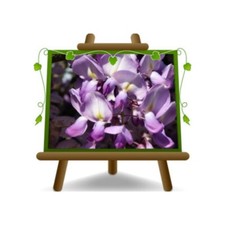 Wisteria Lawrence Glicine