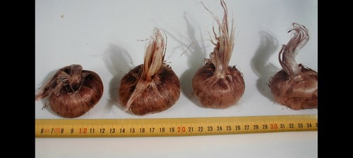 Bulbi zafferano crocus - di,