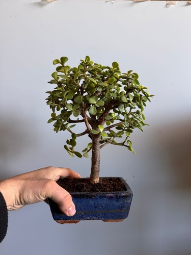 Bonsai crassula - bonsai, di