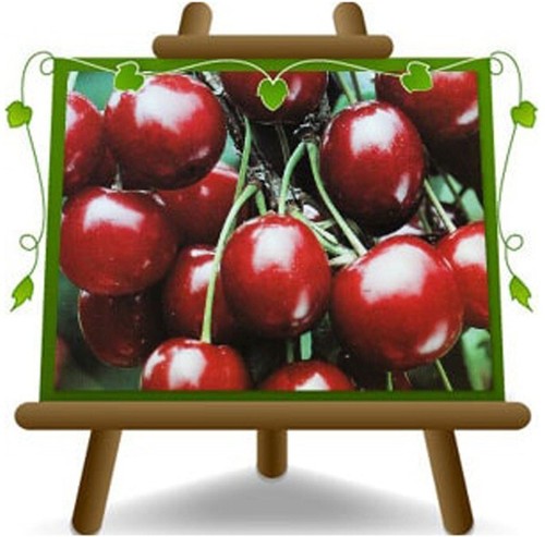 Ciliegio dolce sweet - ciliegio, heart