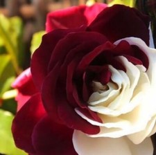 ROSA BICOLORE ROSSO/BIANCO