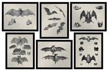 Bat Decor - Regali Strega