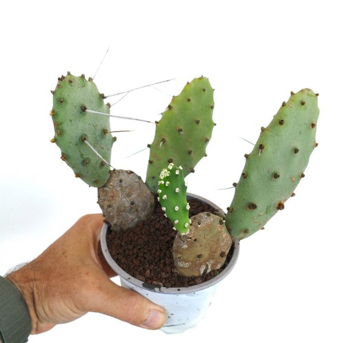 Opuntia affinis polyacantha