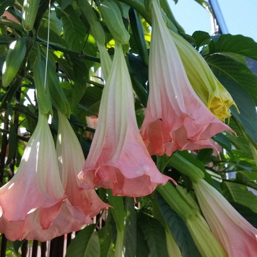 Brugmansia arborea fiore - arborea, (fiore