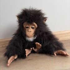 Scimpanzé coccola amici veri