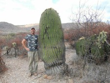 Echinocactus platyacanthus - echinocactus,