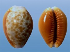 Cypraea helvola callista, Tahiti, F. Polynesiae, 23,4 mm, LARGE
