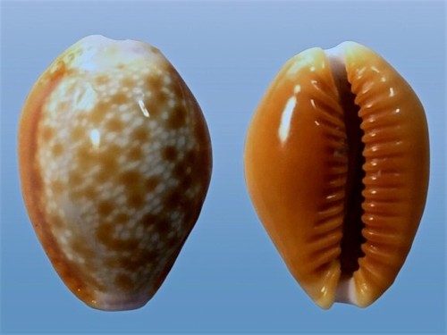 Cypraea helvola callista