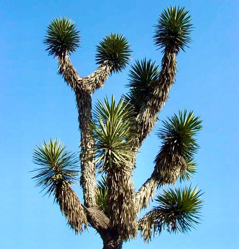 Yucca filifera 15cm palma - filifera,