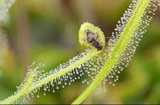 Pianta carnivora Drosera