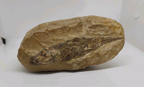 Fossile pesce rhacolepis - pesce,