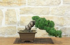 Bonsai di Pino Pentaphilla