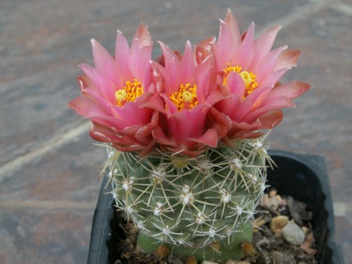 Sclerocactus pubispinus - , x
