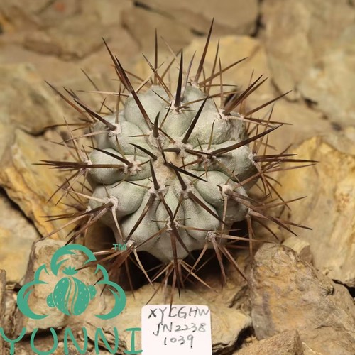 Raro cactus copiapoa - raro,
