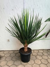 Dracaena draco 120-150 cm