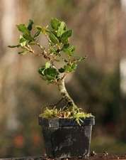 Prebonsai Quercia  (34)