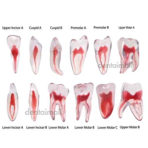 Resina dentale radici - resina,