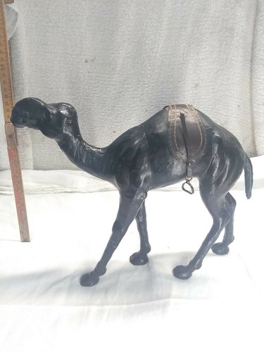 Anni dromedario africano - anni,