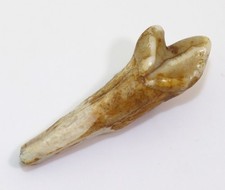 Orso delle caverne, Ursus