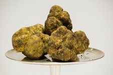 tartufo bianco fresco Tuber