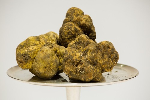 Tartufo bianco fresco tuber - fresco,
