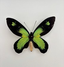 Ornithoptera Victoria Rubianus Mâle A- Cites II/B 