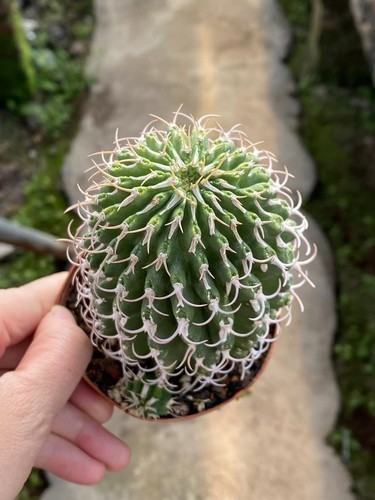 Piante rare succulente - piante,