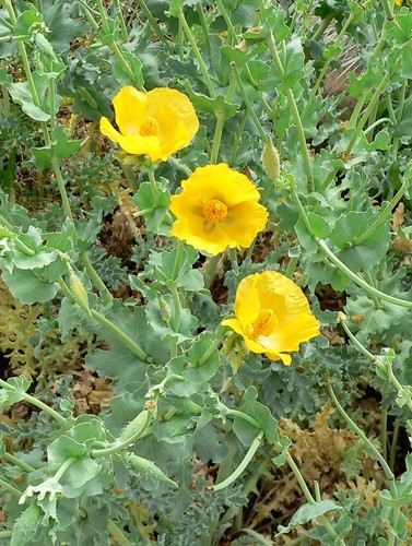 Papavero corno giallo - ,