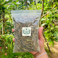 Wildcrafted Euphorbia Hirta