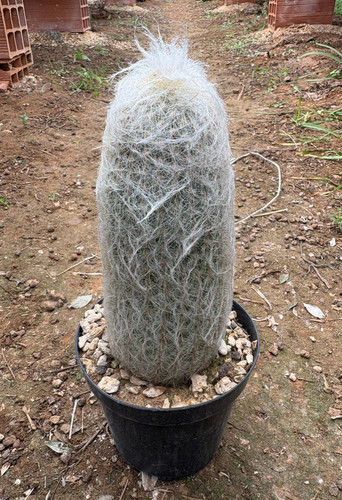 Espostoa lanata cactus - lanata,