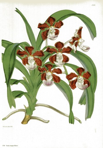Vanda insignis fiore