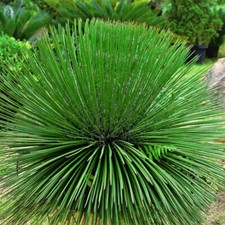 Agave Geminiflora,  Agave