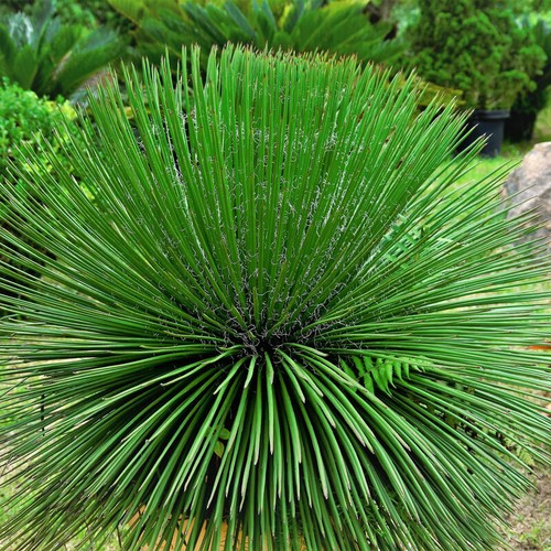 Agave geminiflora - geminiflora,,