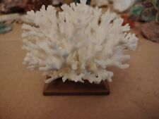 Corallo Bianco Con Base Di Legno 248g