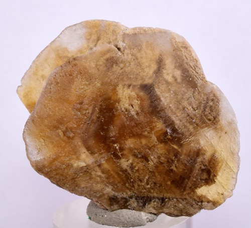 Moneta dollaro selenite - cm,
