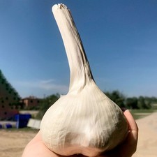 1 KG AGLIONE DA SEMINA NON TRATTATO , BULBI GRANDI