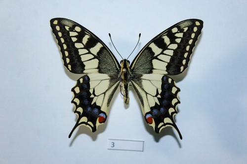Papilio machaon sphyrus exuvia - sphyrus,