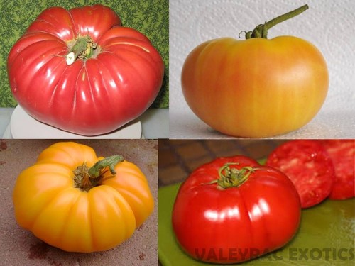 Enorme pacchetto pomodori - pacchetto,