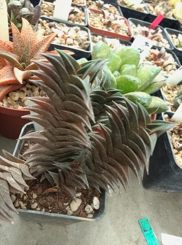 Haworthia - ,
