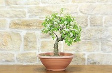 Pre bonsai di Ciliegio