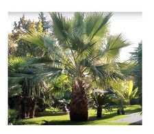 Piante palma - 25,