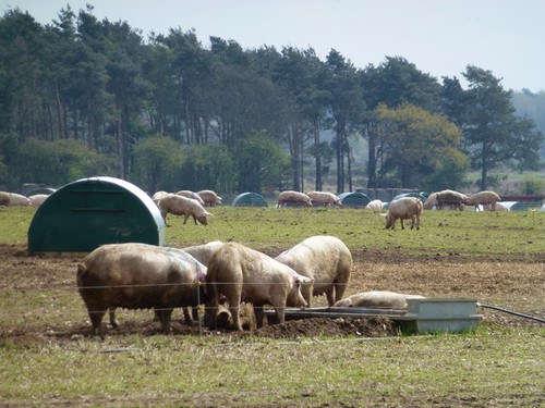 Photo fat sows near - near, white