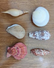 LOTTO DI  6 CONCHIGLIE DA