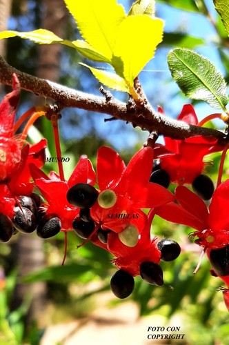 Flor mickey mouse - -, ochna