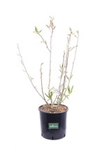 Pianta di magnolia pianta da