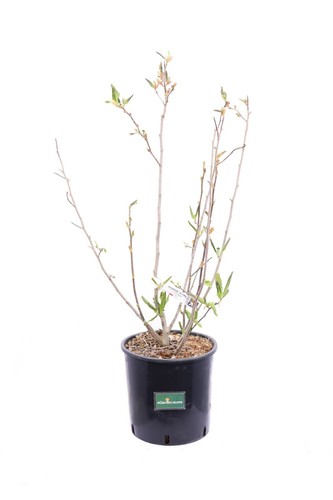 Pianta magnolia - pianta,